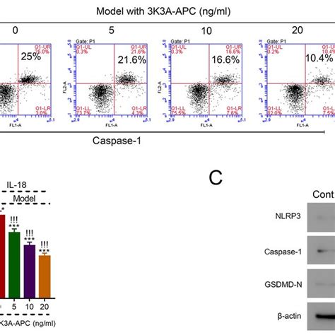 3K3A APC Inhibits Pyroptosis In The SAH Cell Model In A Dose Dependent