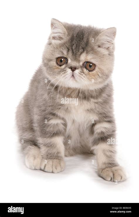 Silver Tabby exotic shorthair kitten Portrait in a studio Stock Photo ...