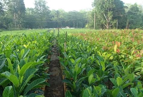 15 Types Of Nursery In Agriculture And Horticulture Farm Practices