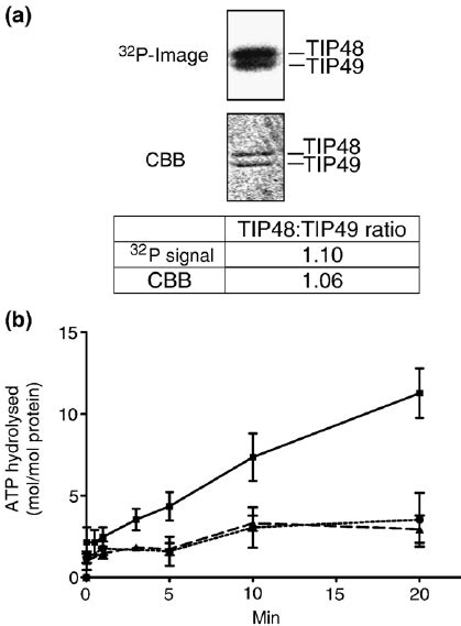 Atp Binding And The Effect Of Mutations In The Walker B Motif On The