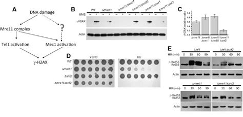 Figure 1 From Regulation Of Mec1 Kinase Activity By The SWI SNF