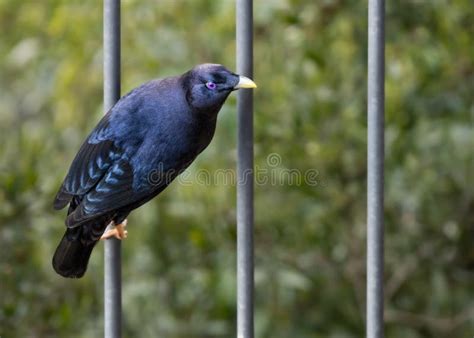 Satin Bowerbird stock photo. Image of eyes, blue, appearance - 260093506