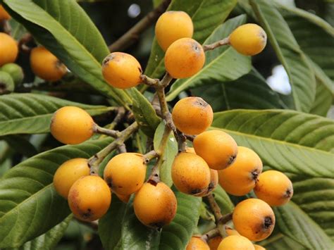 Japanese Fruit Trees - Shiro Japanese Plum Fruit Tasting Youtube : To see our 2021 fruit tree ...