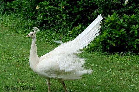 Featherless Peacock