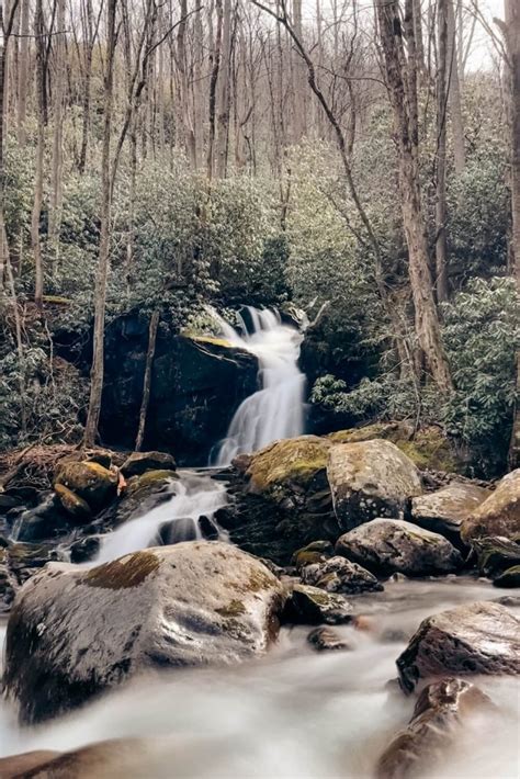 Black Bears In The Smoky Mountains Everything You Should Know Alexys