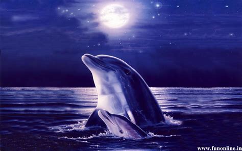 Beach Dolphin Wallpaper - WallpaperSafari