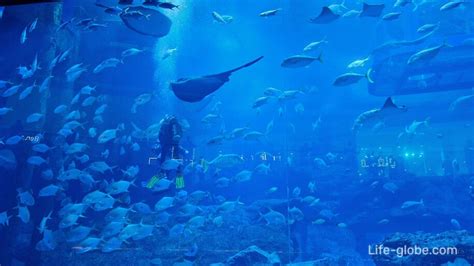 Dubai Aquarium at Dubai Mall: photo, inhabitants, site, visit