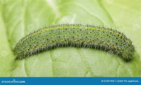 Green Caterpillar on Green Leaf,pest Eating Leaf Stock Image - Image of ...