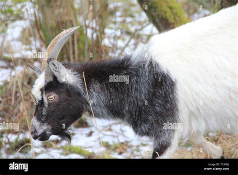 Snowdonia, North Wales Stock Photo - Alamy