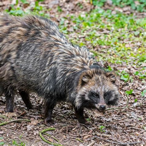 What Does A Raccoon Dog Sound Like