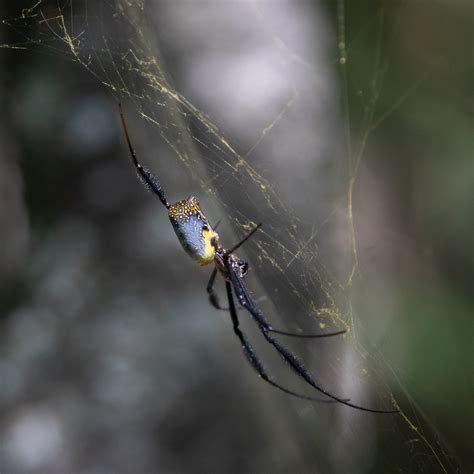 Hairy Golden Orb Weaving Spider From Elangeni Hiking Trail Waterval