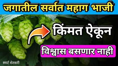 Agriculture Most Expensive Vegetable जगातील सर्वात महाग भाजी किंमत