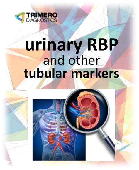 Retinol Binding Protein Rbp And Other Urinary Low Molecular Weight