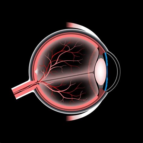 Anatomia oka Struktura ludzkiego oka infografika Najbardziej zewnętrzna