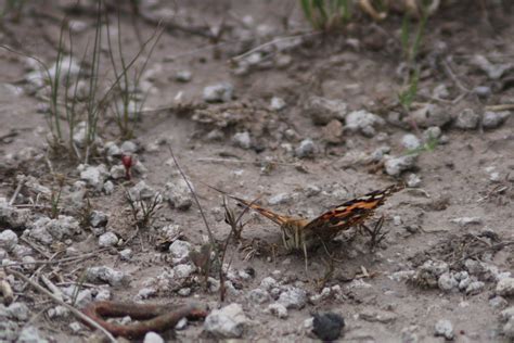 Painted Lady From Cuencam Dgo M Xico On August At Pm