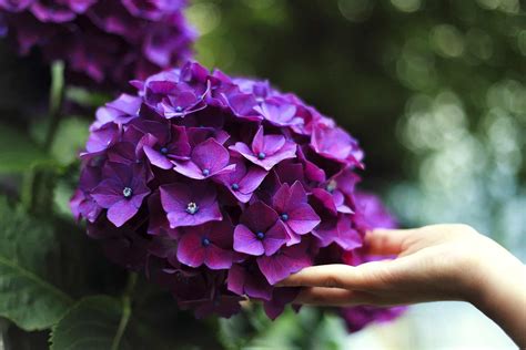 Hydrangea Varieties - Garden Gear Shop