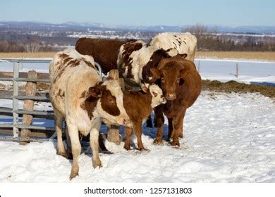 Hundred Cow Calf During Winter Royalty Free Images Stock Photos