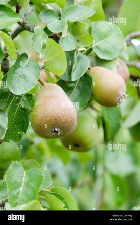 Birne Beurre Hardy Pyrus communis Beurre Hardy Reife Früchte