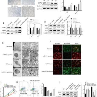 Effects Of Mir P On The Proliferation And Apoptosis Of