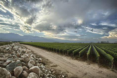 Argentine wine: A journey through history, culture and terroir