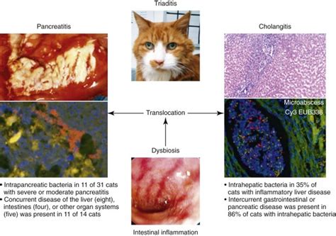 Lymphocytic Colitis In Cats Willetta Mcmillan