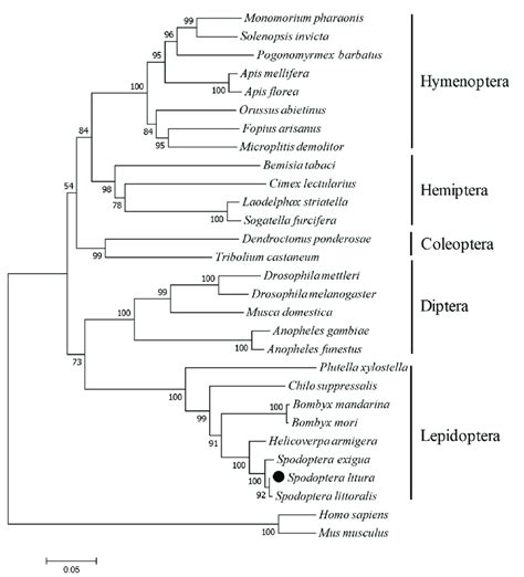 Phylogenic analysis of SlCPR and related insect CPRs. Multiple sequence... | Download Scientific ...