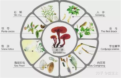 灵芝中的4大成分：灵芝多糖、灵芝三萜、灵芝腺苷、灵芝酸 各有什么作用？ 知乎