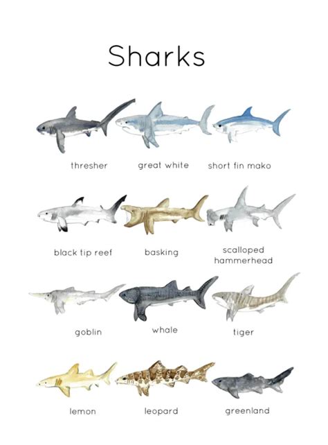 Shark Flashcards And Id Poster By Teach Simple