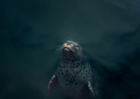 Seal Sticking Its Nose Above the Water Surface · Free Stock Photo