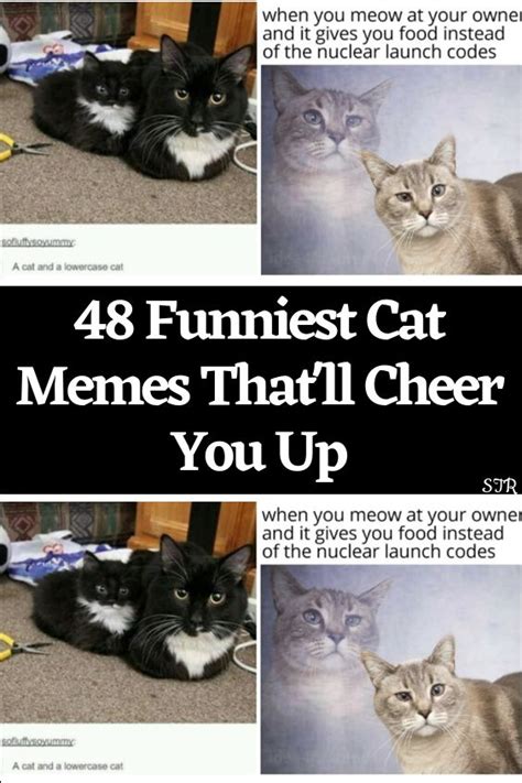 Funniest Cat Memes That Ll Cheer You Up Funniest Cat Memes Cat