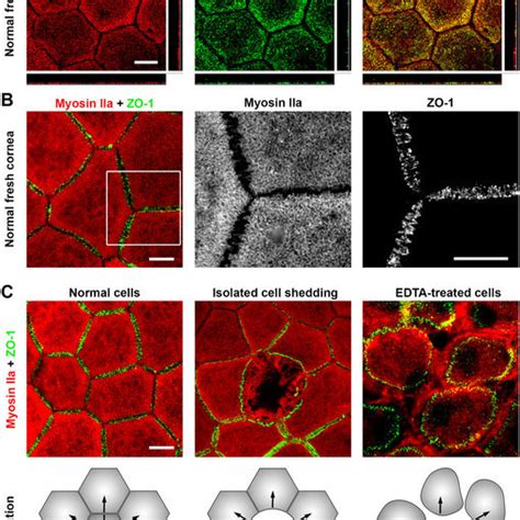 Pdf D Map Of The Human Corneal Endothelial Cell