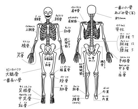 全身の骨の検索結果 Yahoo きっず検索