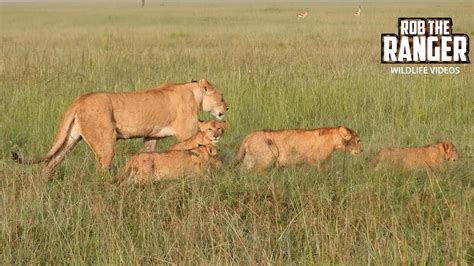 Lion Pride On The Move Maasai Mara Safari Zebra Plains Youtube