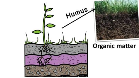 Biology Fertility Of Soil English Youtube