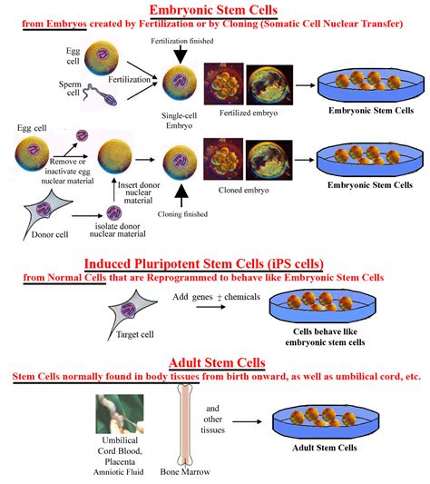 Premio Nobel de Medicina 2012: células madre pluripotenciales inducidas