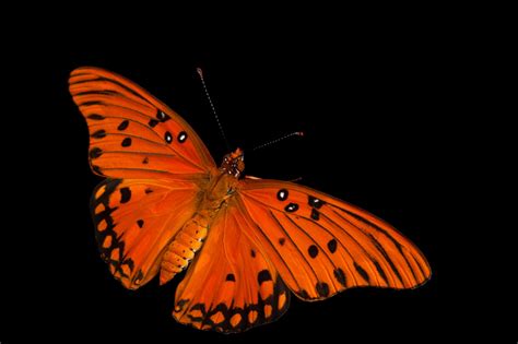 Gulf Fritillary Butterfly Agraulis Vanillae Incarnata Joel Sartore