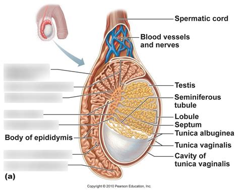 Rete Testis Diagram