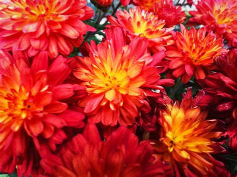 X Wallpaper Red And Yellow Petaled Flowers Peakpx