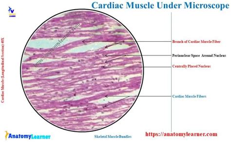 Cardiac Muscle Under Microscope with Labeled Diagram » AnatomyLearner ...