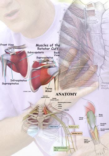 CHEST BONE PAIN. CHEST BONE | Chest Bone Pain. Shoulder Pain Front.