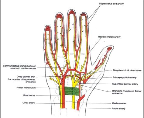 Median Nerve Anatomy Anatomy Reading Source