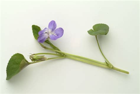 violet-flower - New Jersey Pictures - New Jersey - HISTORY.com