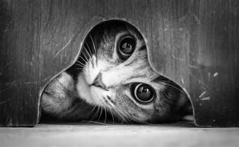 The Mysterious Lives Of Cats Captured In Black And White Photography ...