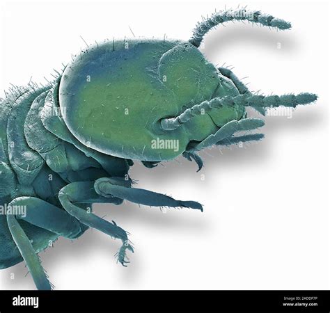 Magnetic Termite Coloured Scanning Electron Micrograph SEM Of A