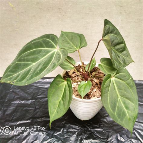 Jual Anthurium King Of Spades Hybrid Kab Bogor ENCplantshop