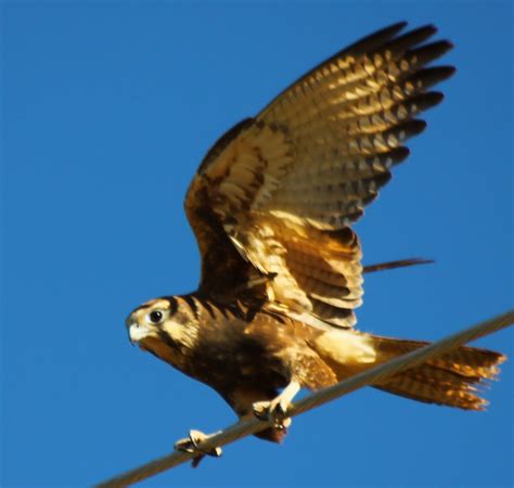 Richard Waring's Birds of Australia: Brown Falcon