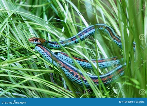 Garter Snake Stock Photo Image Of Eyes Habitat Conservation 41394502