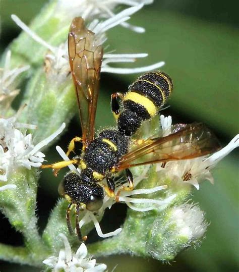 Crabronid Wasp Cerceris Bugguide Net