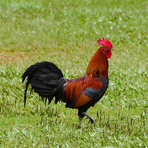 Hawaiʻi Birding Trails Red Junglefowl Domestic