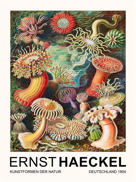 Actiniaeseeanemonen Sea Anemones Vintage Academia Ernst Haeckel